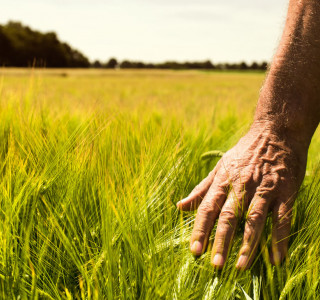 conti farm header