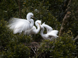 white heron